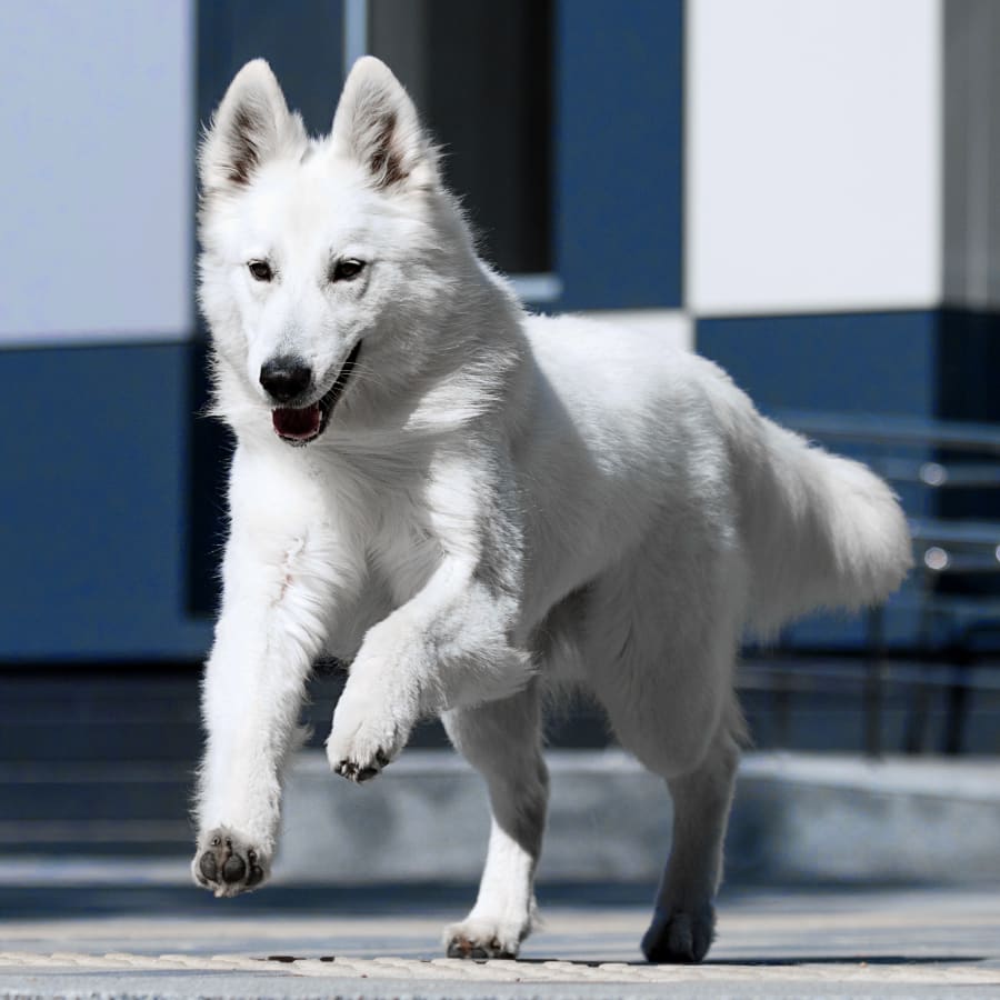 Geriatric Care for Senior Dogs in Orlando