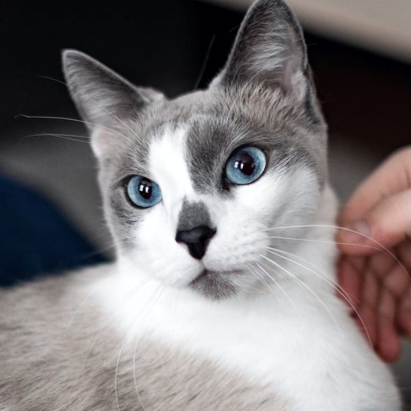 Surgery, MetroWest Veterinary Clinic, Orlando