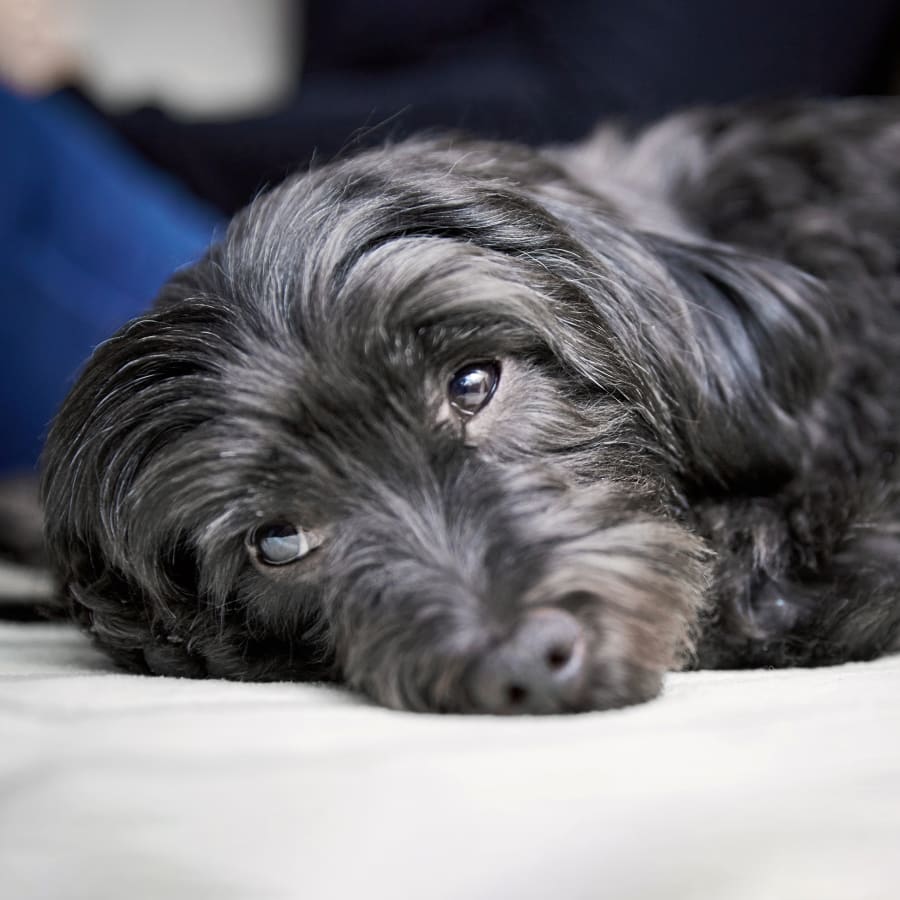 Internal Medicine for Cats & Dogs, Orlando