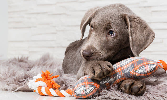 Puppies, MetroWest Veterinary Clinic