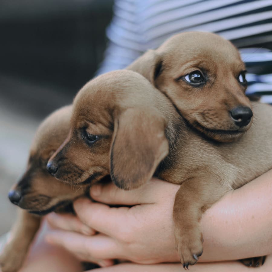 Puppies & Kittens, Orlando Veterinarians